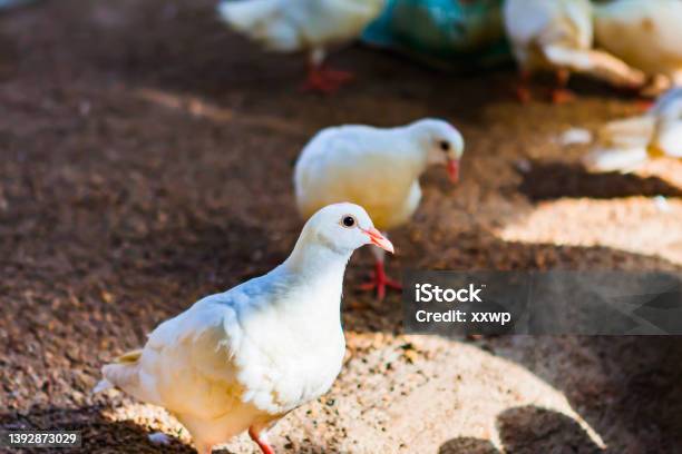 Alert White Pigeon In Poultry House Stock Photo - Download Image Now - Squab - Pigeon Meat, Pigeon, Pigeon Meat
