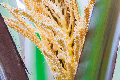 Fresh Coconut cluster on coconut tree