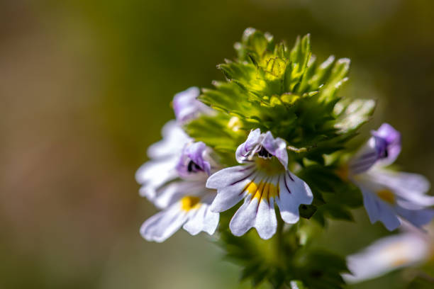 Euphrasia alpina flower growing in meadow, close up flowers captured in Bohinj valley Slovenia euphrasia stock pictures, royalty-free photos & images