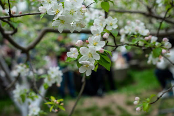istock peach flowers in the field 1392875373