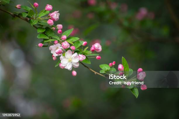 Sakura Cherry Blossom Stock Photo - Download Image Now - Cherry Blossom, Branch - Plant Part, Flower