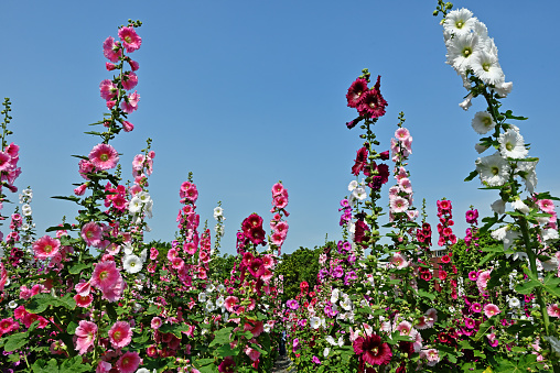 Hollyhock flower (Alcea rosea) bush of various colors in the garden against the blue sky.