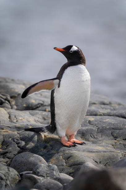 istock Gentoo penguin stands on rock turning head 1392878553