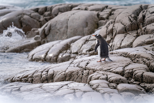 Gentoo penguin stands on rocks by ocean