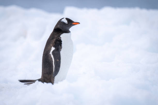 istock Gentoo penguin stands on snow closing eyes 1392878584