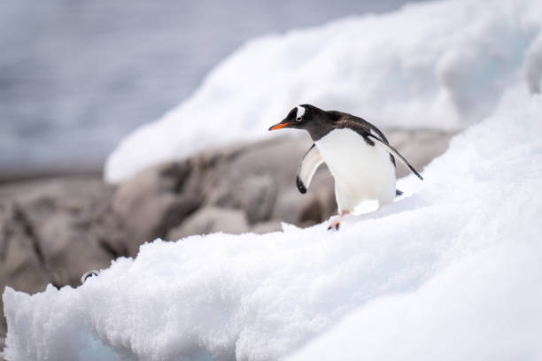 istock Gentoo penguin stands on snow near rocks 1392878604