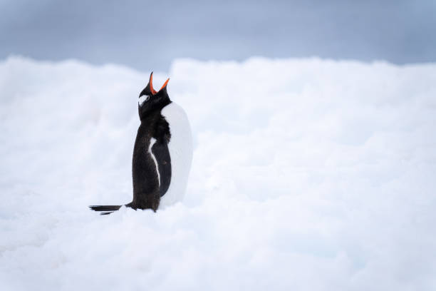 istock Gentoo penguin stands on snow opening mouth 1392878605