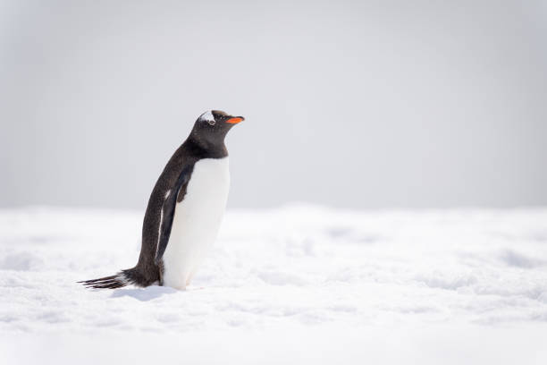 istock Gentoo penguin stands on snow watching camera 1392878609
