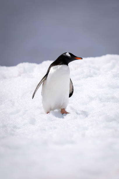 istock Gentoo penguin stands turning head in snow 1392878727