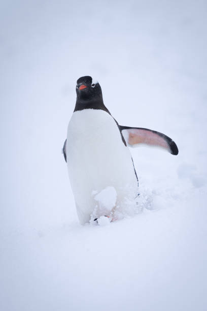 istock Gentoo penguin struggles down slope through snow 1392878744
