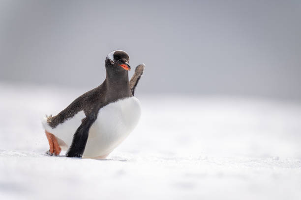 istock Gentoo penguin struggles across snow in sunshine 1392878747