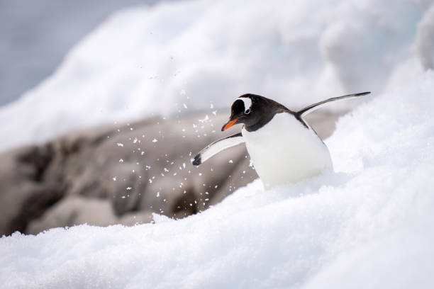 istock Gentoo penguin struggles through snow near rocks 1392878751