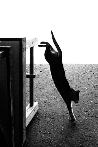 Image of a cat jumping off the table ,Monochrome