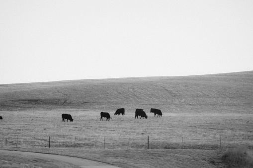 Black and white picture of the fenced fields of Kansas. The farmers of Kansas have large plots of land on which to raise cattle.