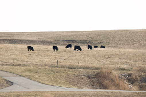 Picture of the fenced fields of Kansas. The farmers of Kansas have large plots of land on which to raise cattle.
