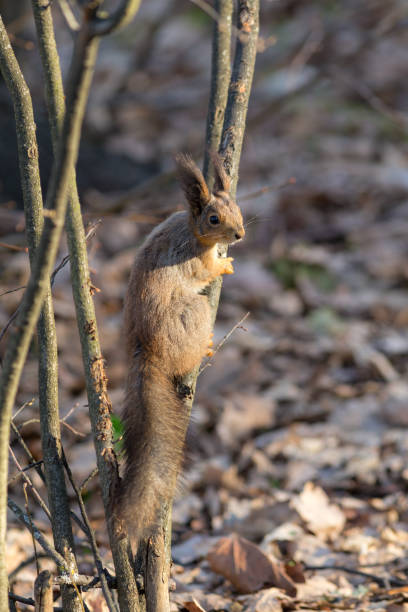 istock portrait of a squirrel 1392879896