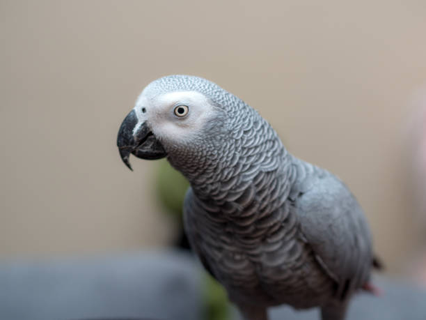 istock portrait of a Jaco parrot 1392879932