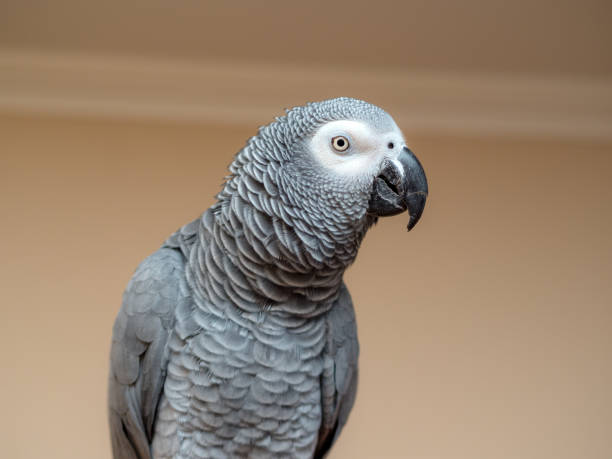 istock portrait of a parrot 1392879989