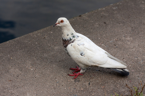 portrait of a white dove on a parapet