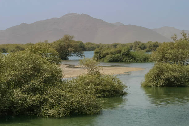 istock Mangroves of Khor Kalba 1392880519