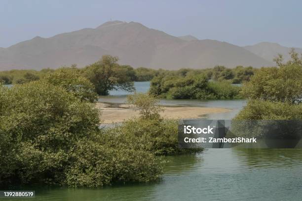 Mangroves Of Khor Kalba Stock Photo - Download Image Now - Arabia, Color Image, Gulf Cooperation Council