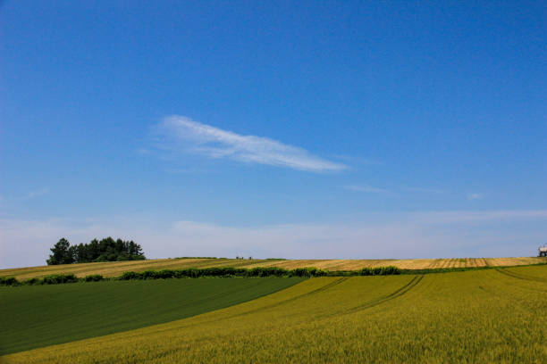 istock Wheat field and blue sky in summer 1392880673