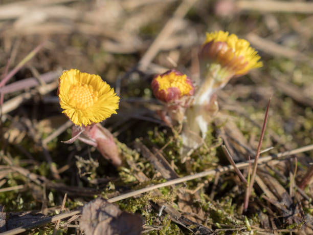 istock small first coltsfoot flowers 1392880840