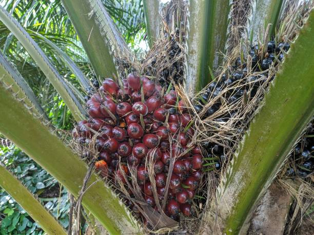 istock oil palm fruit on the tree 1392881537