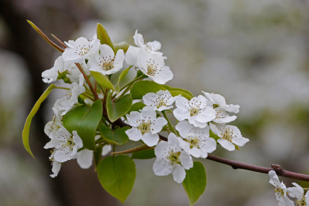 ナシの花 - apple tree branch ストックフォトと画像