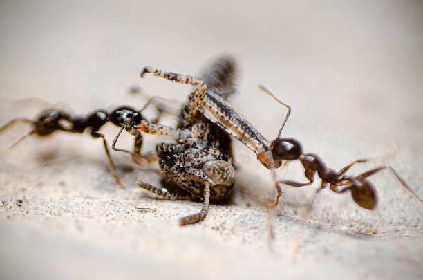 istock SALTAMONTES Y HORMIGA / GRASSHOPPER AND ANT 1392883092