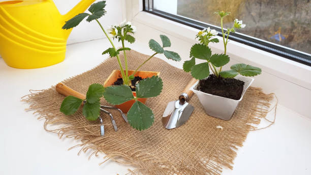 Planting strawberry seedlings on window sill. Rake, shovel and watering can. Home gardening. stock photo