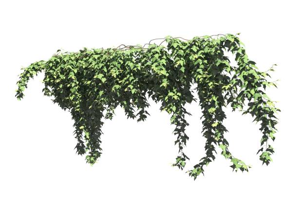 istock Climbing plants creepers isolated on white background 3d illustration 1392883419