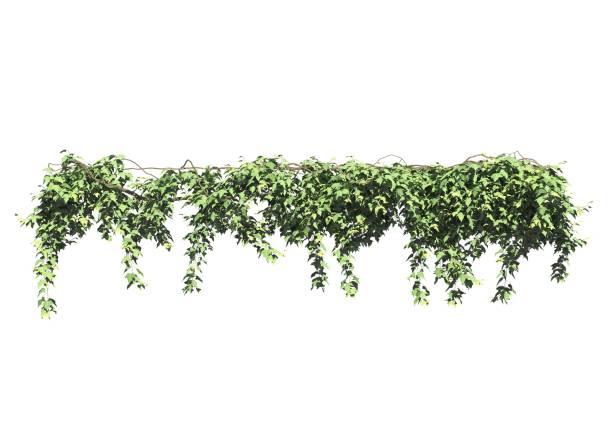 istock Climbing plants creepers isolated on white background 3d illustration 1392883433
