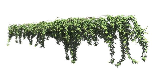 istock Climbing plants creepers isolated on white background 3d illustration 1392883441
