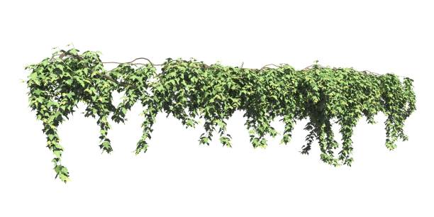 istock Climbing plants creepers isolated on white background 3d illustration 1392883444