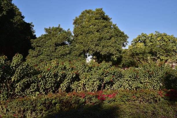 Doha Parks and Serene surroundings