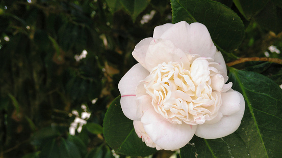 White Camellia flower close-up, green leaves. Copy space available on the left. Pontevedra province, Galicia, Spain.