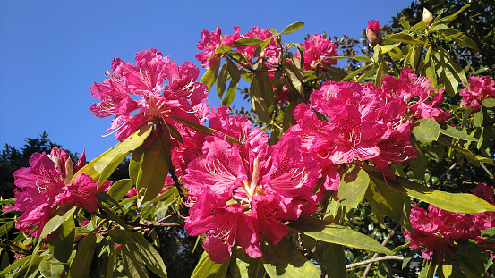 Flowering rhododendron bush, azaleas close-up view, clear sky background. Galicia, Spain.
