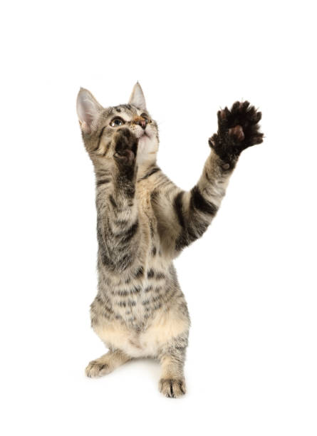 istock Small gray kitten is trying to catch something 1392885339