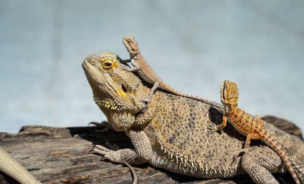 istock bearded dragon on ground with blur background 1392886363