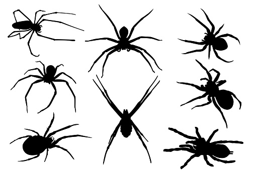 Silhouette spider tarantula isolated illustration background