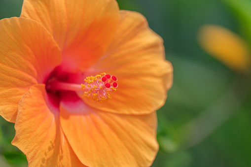 The beauty of the orange hibiscus flower is blooming