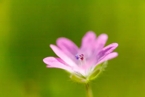 The blooming plant (Geranium molle) with dark-pink flowers close-up grows on a sunny, spring day in the meadow