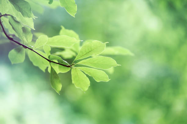 istock Green leaves background. Selective and soft focus. Copy space. 1392889364