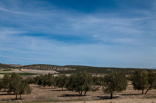 Field of olive trees against sky. Granada, Spain