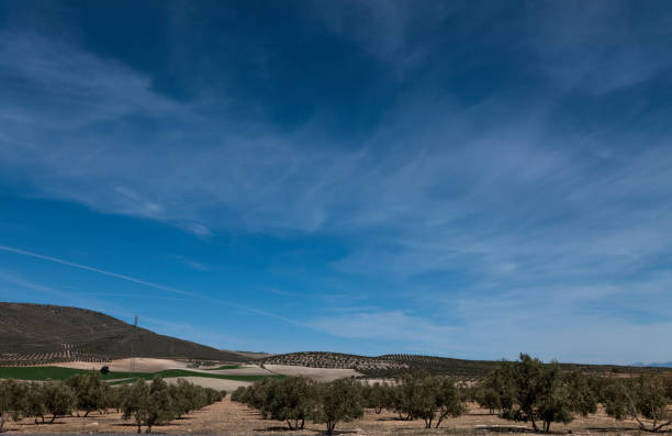 Scenic view capturing the expansive landscape between Granada and Cordoba along the Camino Mozarabe. The image showcases a vast expanse of rolling hills adorned with endless rows of olive trees. The terraced hillsides form a picturesque pattern of olive groves stretching to the horizon, symbolizing the region's rich agricultural heritage. This agricultural scenery characterizes the Andalusian countryside, offering a glimpse of the region's prominent olive oil production. The undulating terrain and the continuous olive plantations highlight the agricultural beauty along this historic route, providing travelers with a quintessential view of rural Spain.