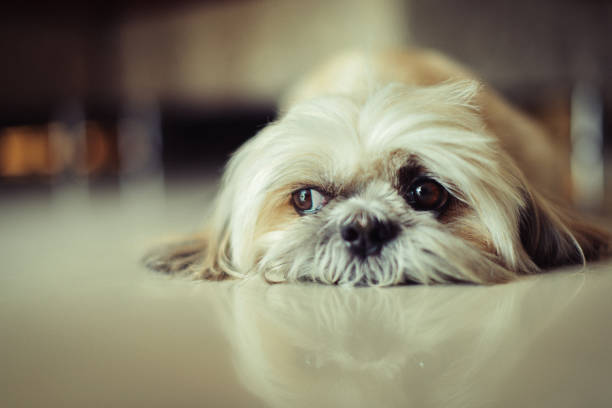 Little puppy on the floor looking up for close-up