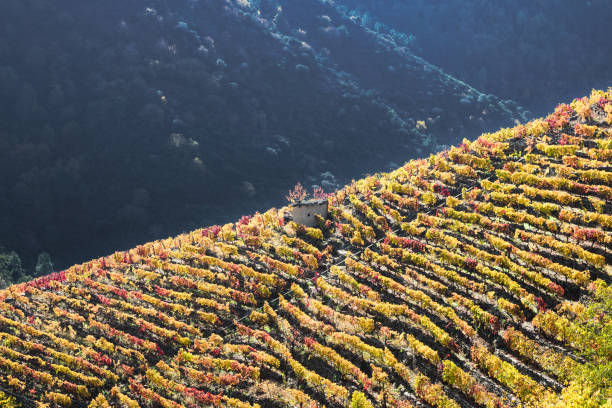 Autumn splendor in a terraced vineyard in the Sil canyon stock photo