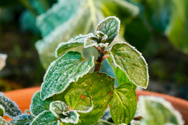 primo piano di una piccola pianta di menta - brina acqua ghiacciata foto e immagini stock