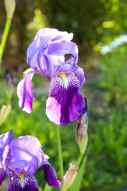 istock Bearded Iris, Iris Germanica in the garden 1392891813